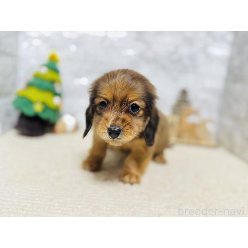 販売中の岐阜県のミニチュアダックスフンド(ロングヘアード)-435476の8枚目