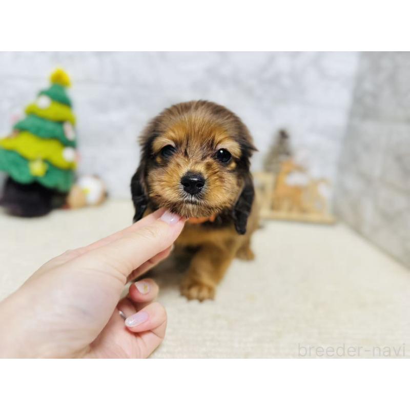 販売中の岐阜県のミニチュアダックスフンド(ロングヘアード)-435476の7枚目