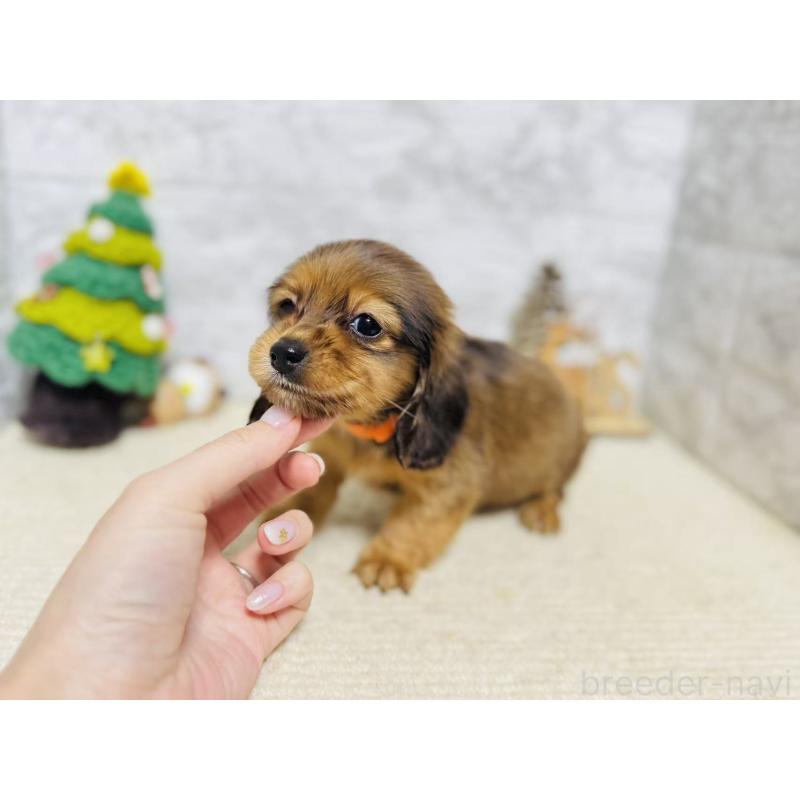 販売中の岐阜県のミニチュアダックスフンド(ロングヘアード)-435476の6枚目