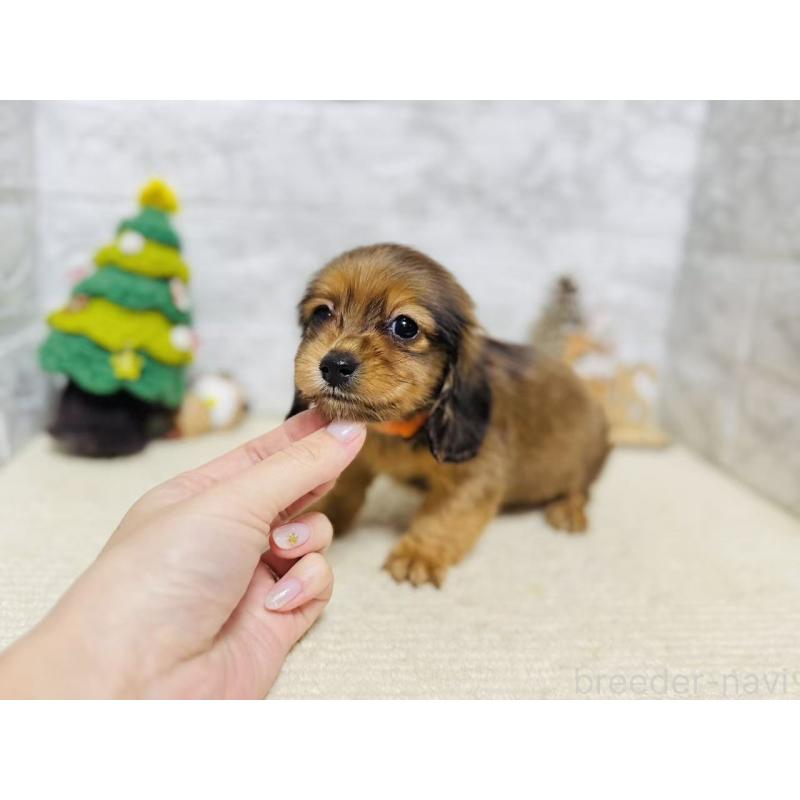 販売中の岐阜県のミニチュアダックスフンド(ロングヘアード)-435476の5枚目