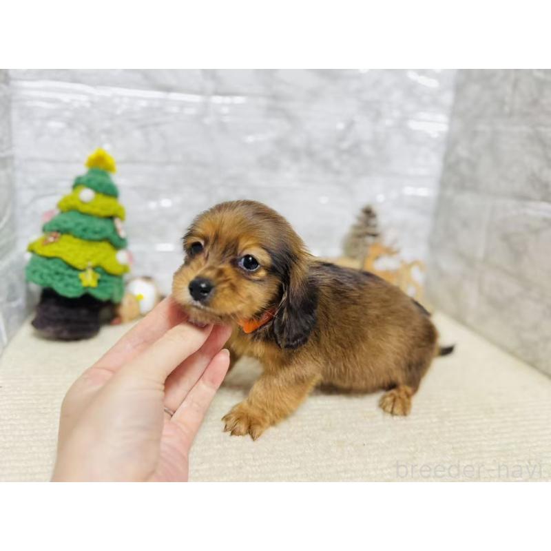 販売中の岐阜県のミニチュアダックスフンド(ロングヘアード)-435476の3枚目