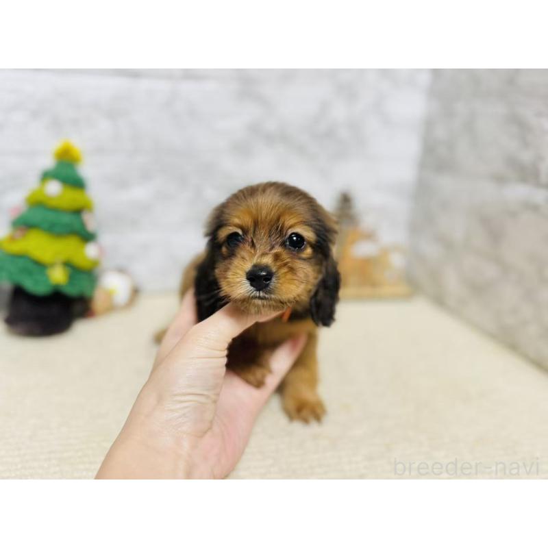 販売中の岐阜県のミニチュアダックスフンド(ロングヘアード)-435476の2枚目