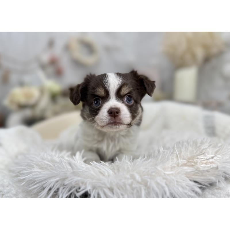 販売中の京都府のチワワ(ロングコート)-434023