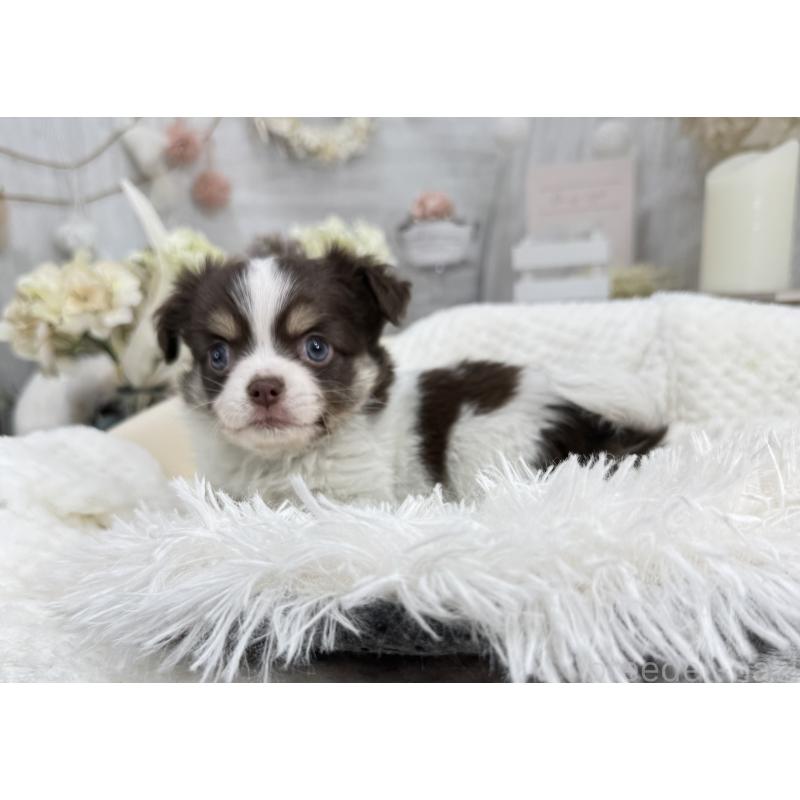 成約済の京都府のチワワ(ロングコート)-434023の6枚目