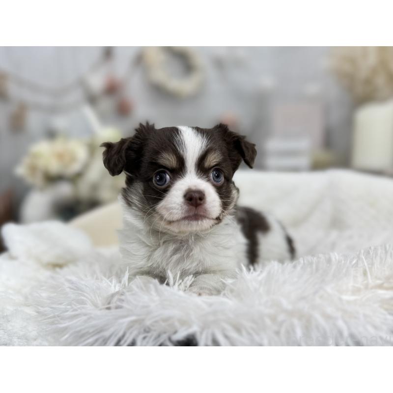 成約済の京都府のチワワ(ロングコート)-434023の4枚目