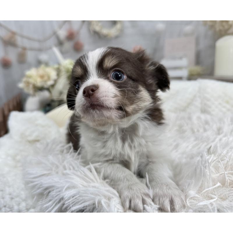 成約済の京都府のチワワ(ロングコート)-434023の3枚目