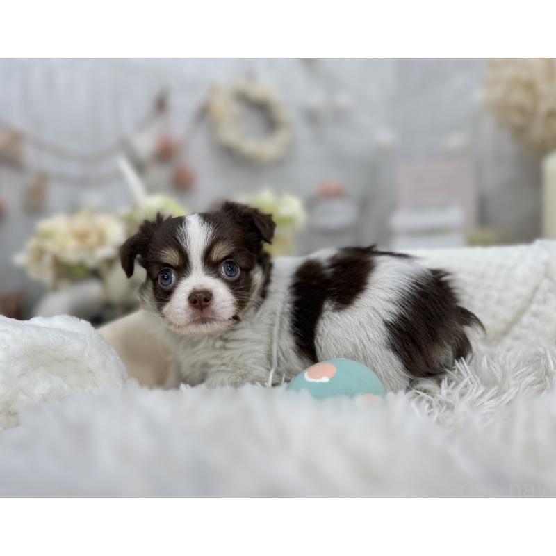 成約済の京都府のチワワ(ロングコート)-434023の2枚目