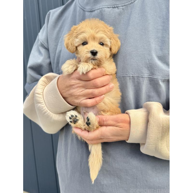 販売中の千葉県のマルプー:マルチーズ×トイプードル-432333の46枚目