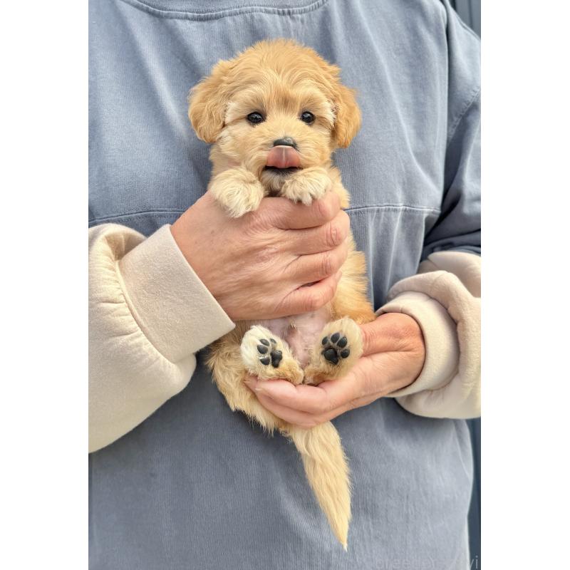 販売中の千葉県のマルプー:マルチーズ×トイプードル-432333の45枚目