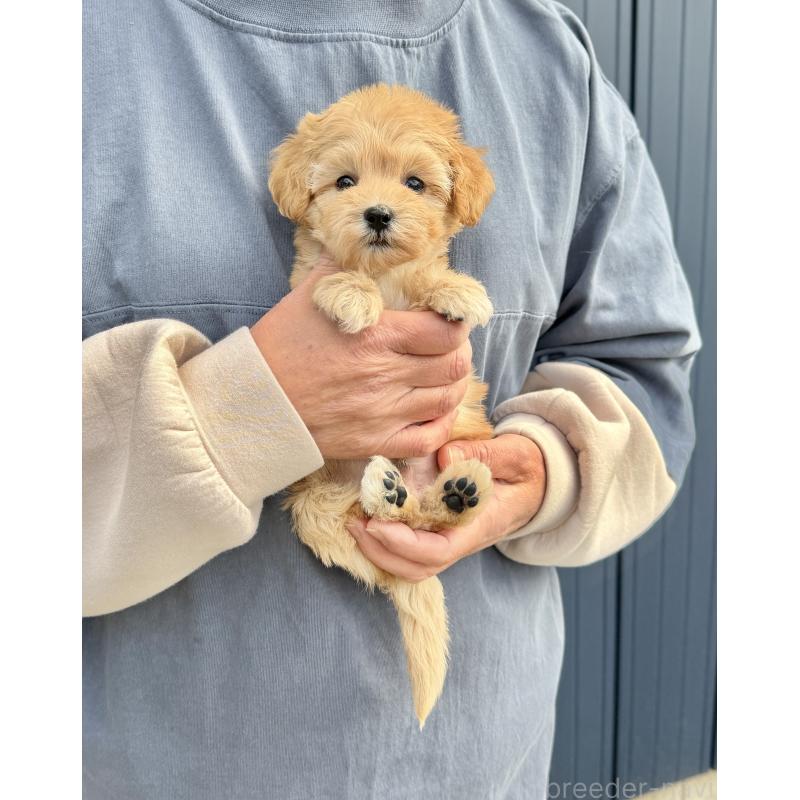 販売中の千葉県のマルプー:マルチーズ×トイプードル-432333の42枚目