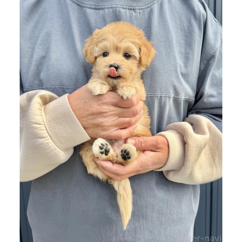 販売中の千葉県のマルプー:マルチーズ×トイプードル-432333の41枚目