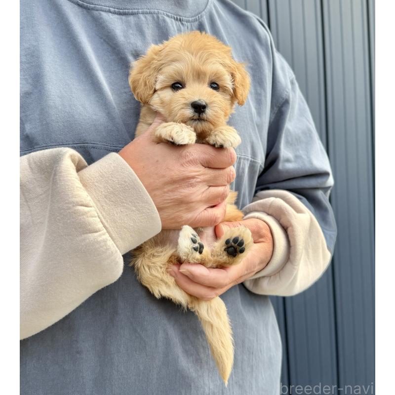 販売中の千葉県のマルプー:マルチーズ×トイプードル-432333の40枚目