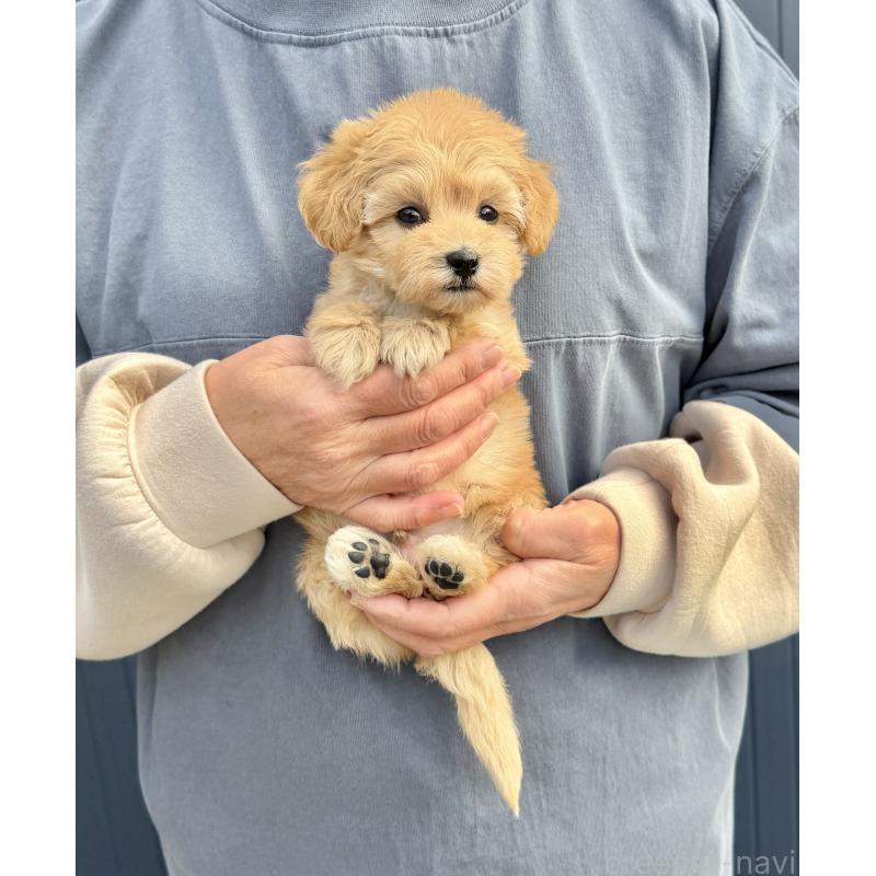 販売中の千葉県のマルプー:マルチーズ×トイプードル-432333の39枚目