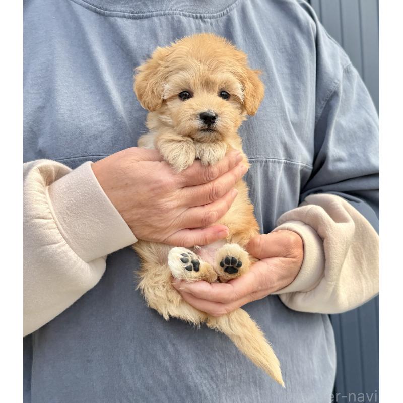 販売中の千葉県のマルプー:マルチーズ×トイプードル-432333の38枚目