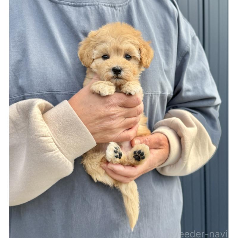 販売中の千葉県のマルプー:マルチーズ×トイプードル-432333の37枚目