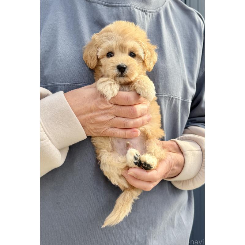 販売中の千葉県のマルプー:マルチーズ×トイプードル-432333の36枚目