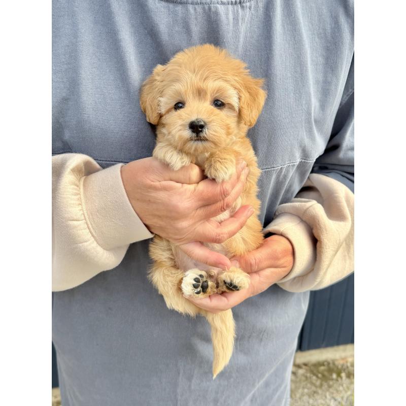 販売中の千葉県のマルプー:マルチーズ×トイプードル-432333の35枚目
