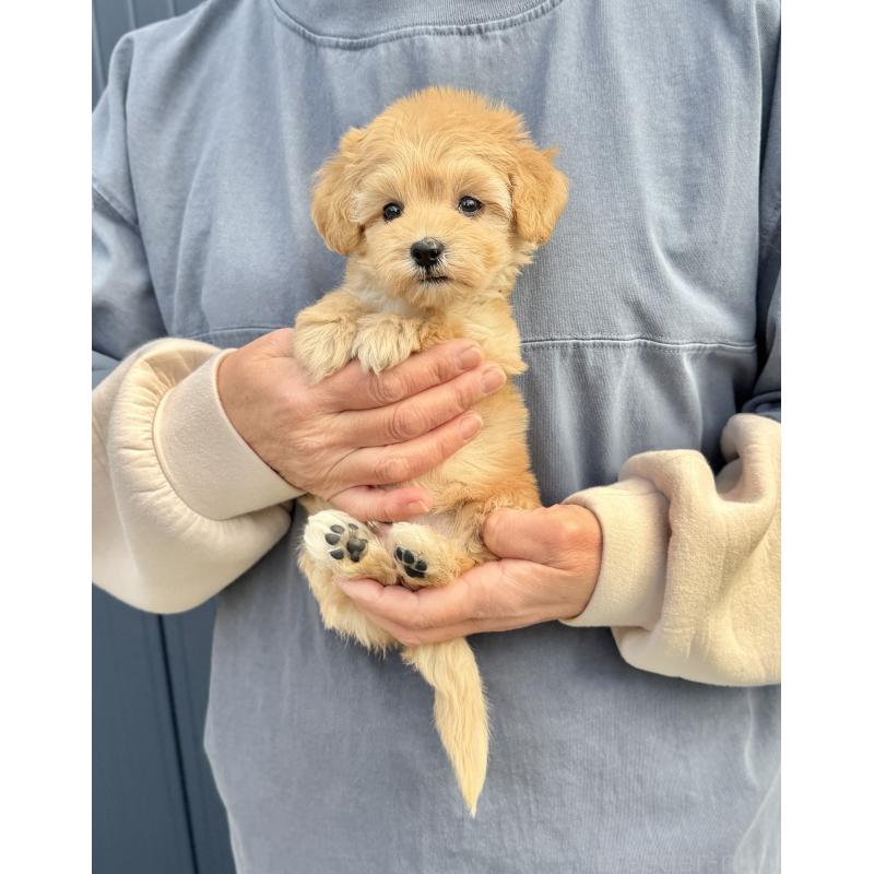 販売中の千葉県のマルプー:マルチーズ×トイプードル-432333の34枚目