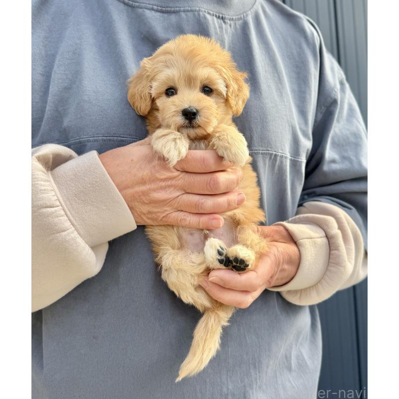 販売中の千葉県のマルプー:マルチーズ×トイプードル-432333の33枚目