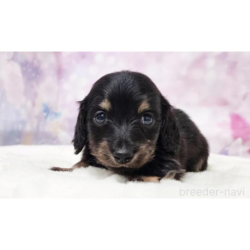 販売中の大阪府のミニチュアダックスフンド(ロングヘアード)-435481の5枚目