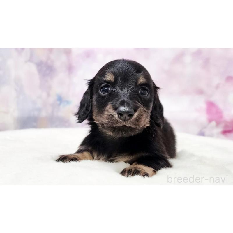 販売中の大阪府のミニチュアダックスフンド(ロングヘアード)-435481の4枚目