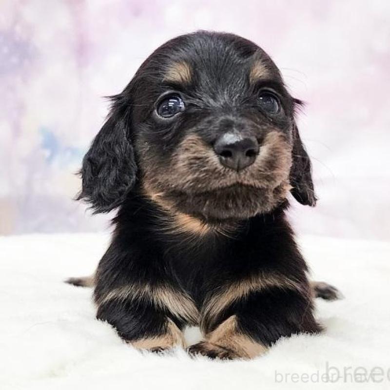 販売中の大阪府のミニチュアダックスフンド(ロングヘアード)-435481の1枚目