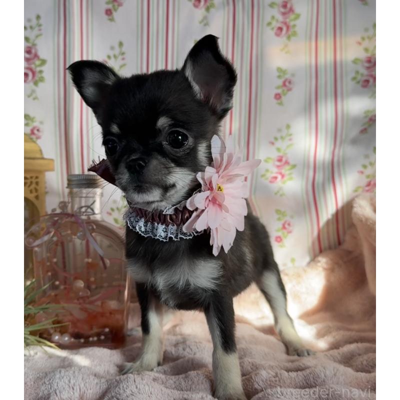 販売中の福岡県のチワワ(スムースコート)-435482の8枚目