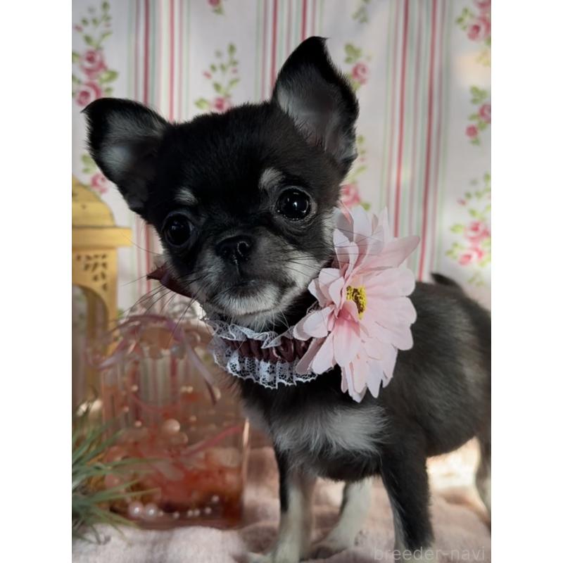 販売中の福岡県のチワワ(スムースコート)-435482の7枚目