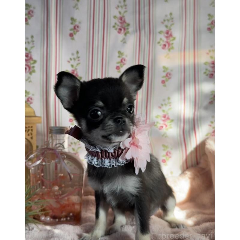 販売中の福岡県のチワワ(スムースコート)-435482の6枚目