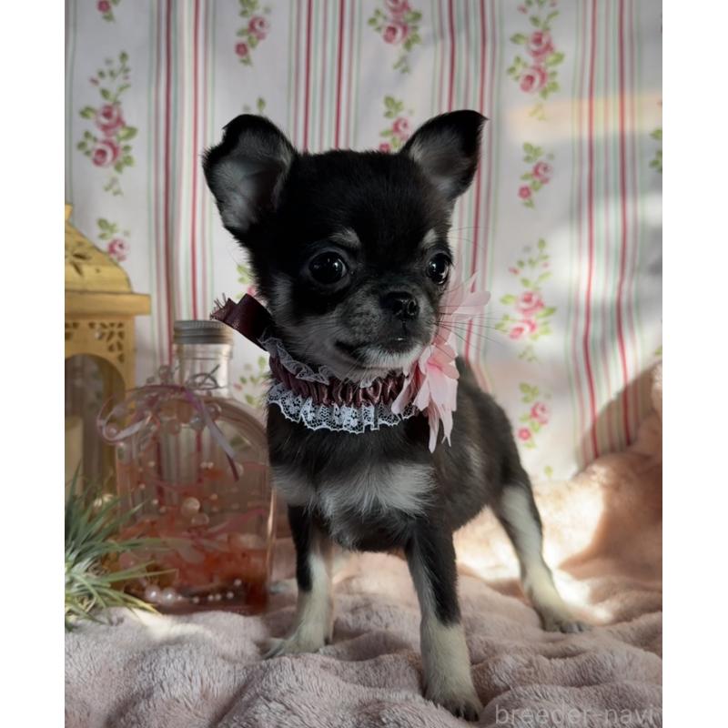 販売中の福岡県のチワワ(スムースコート)-435482の5枚目