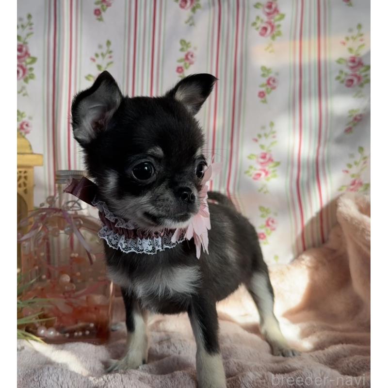 販売中の福岡県のチワワ(スムースコート)-435482の4枚目