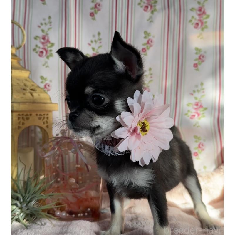 販売中の福岡県のチワワ(スムースコート)-435482の3枚目