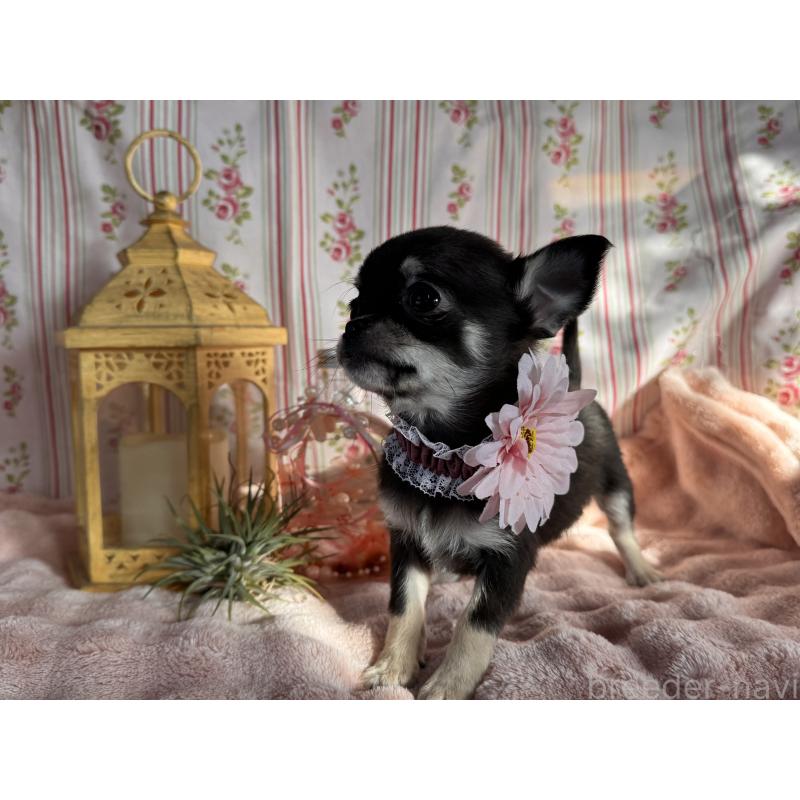 販売中の福岡県のチワワ(スムースコート)-435482の2枚目