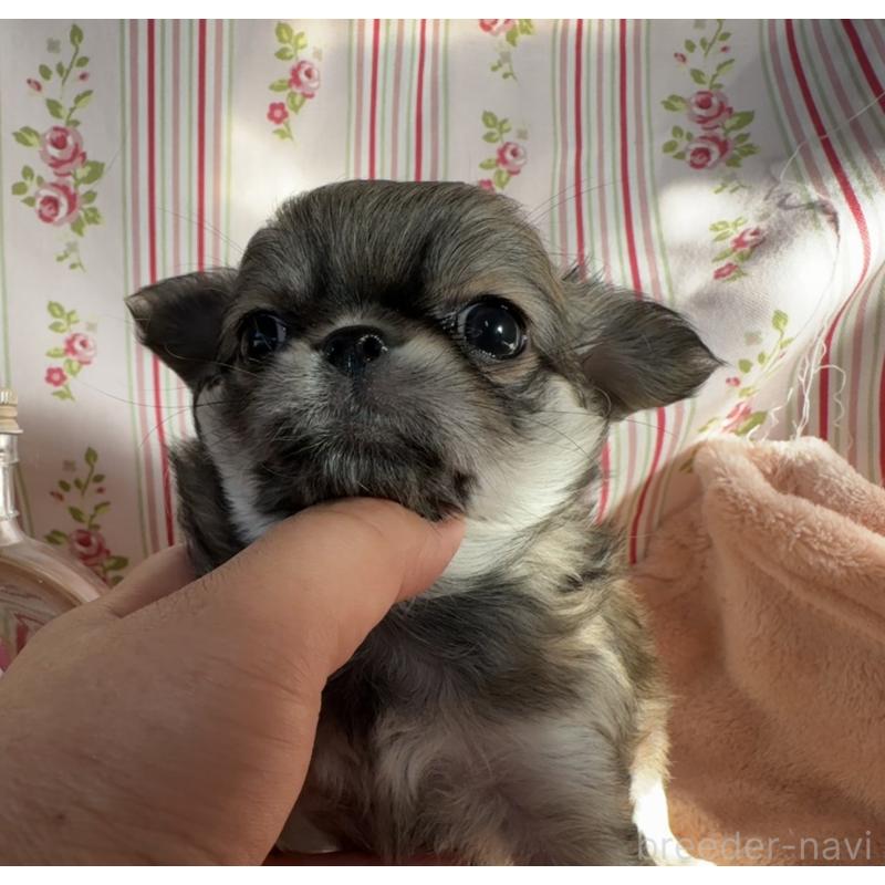 販売中の福岡県のチワワ(ロングコート)-435483の8枚目