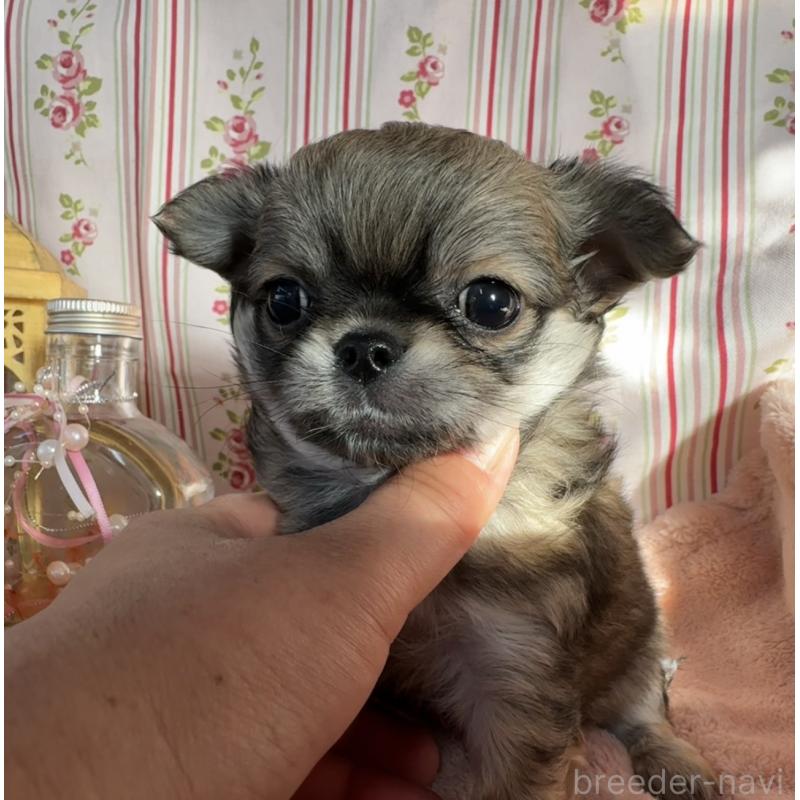 販売中の福岡県のチワワ(ロングコート)-435483の7枚目