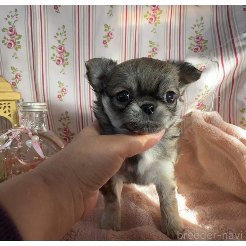 販売中の福岡県のチワワ(ロングコート)-435483の6枚目