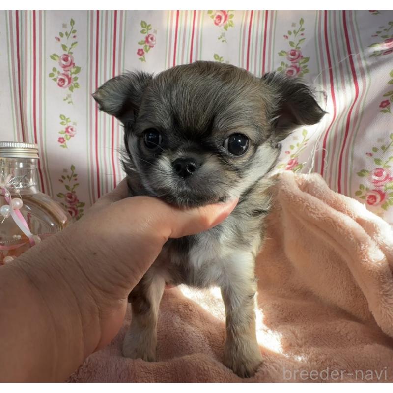 販売中の福岡県のチワワ(ロングコート)-435483の5枚目