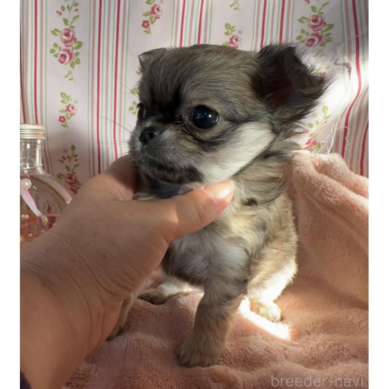 販売中の福岡県のチワワ(ロングコート)-435483の4枚目