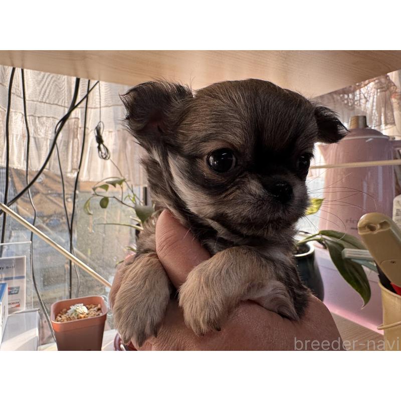 販売中の福岡県のチワワ(ロングコート)-435483の3枚目