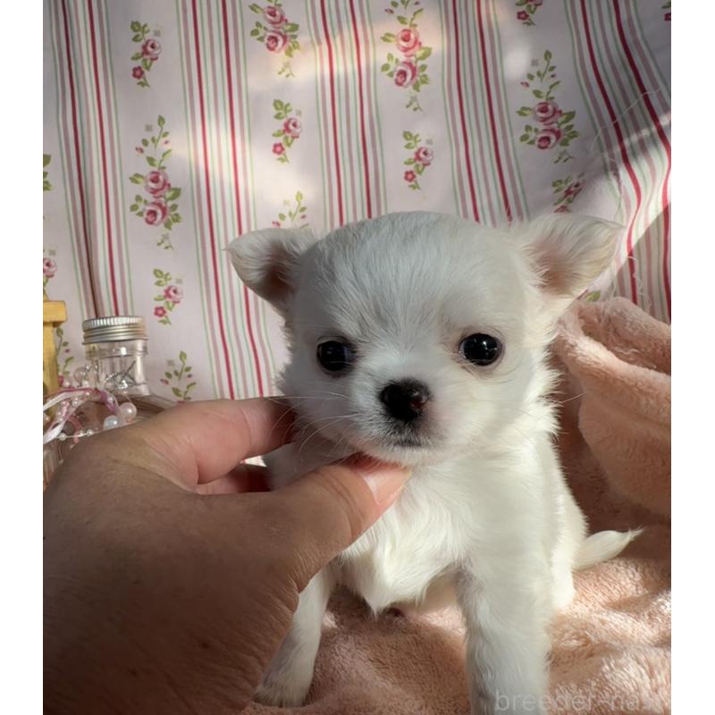 販売中の福岡県のチワワ(ロングコート)-435487の17枚目