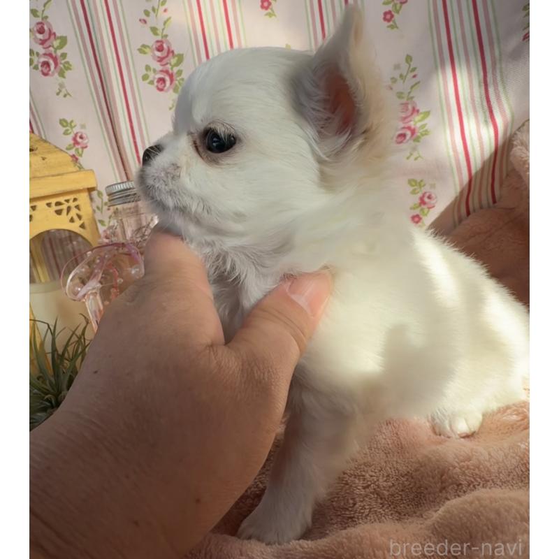 販売中の福岡県のチワワ(ロングコート)-435487の16枚目