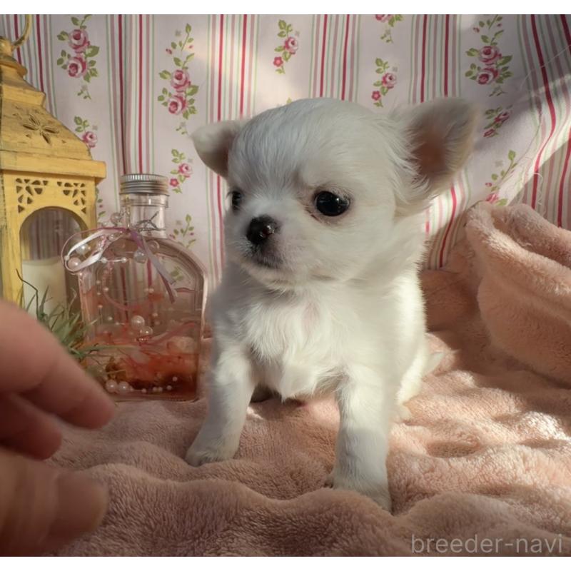 販売中の福岡県のチワワ(ロングコート)-435487の15枚目