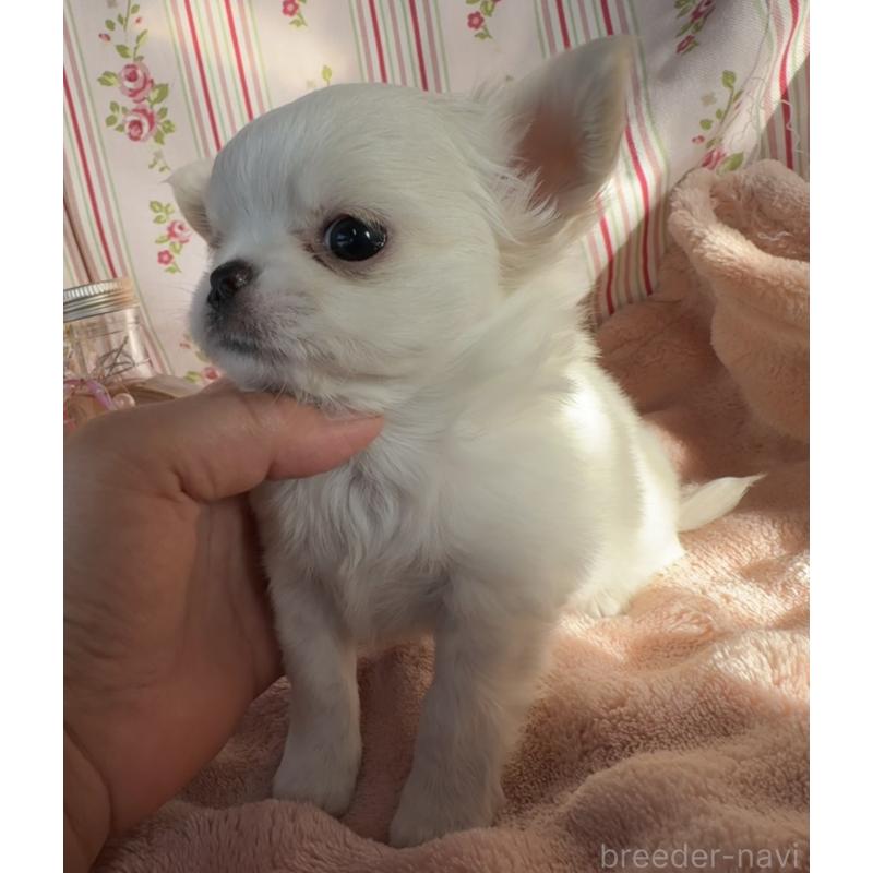 販売中の福岡県のチワワ(ロングコート)-435487の14枚目