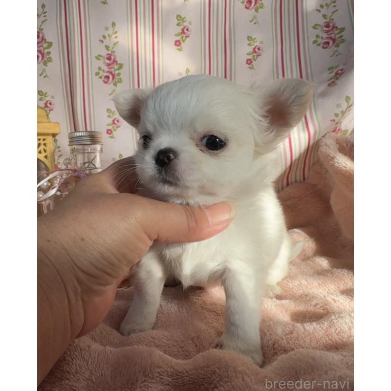 販売中の福岡県のチワワ(ロングコート)-435487の13枚目