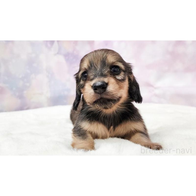 販売中の大阪府のミニチュアダックスフンド(ロングヘアード)-435484の5枚目