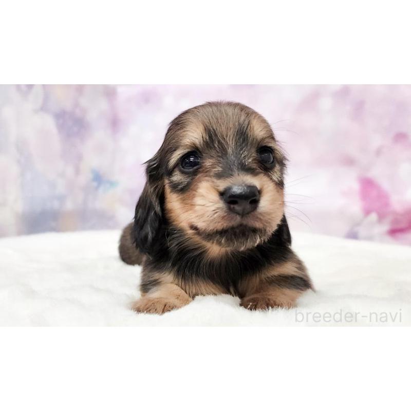 販売中の大阪府のミニチュアダックスフンド(ロングヘアード)-435484の2枚目