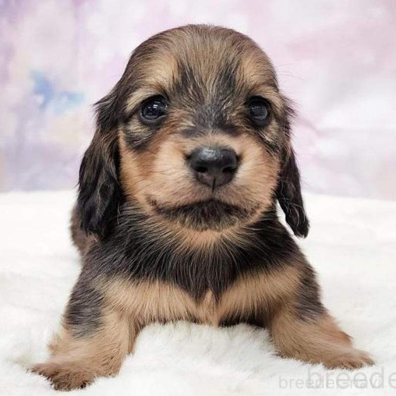 販売中の大阪府のミニチュアダックスフンド(ロングヘアード)-435484の1枚目