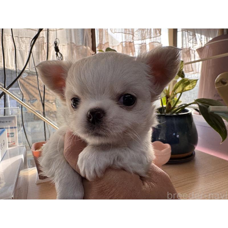 販売中の福岡県のチワワ(ロングコート)-435487の12枚目