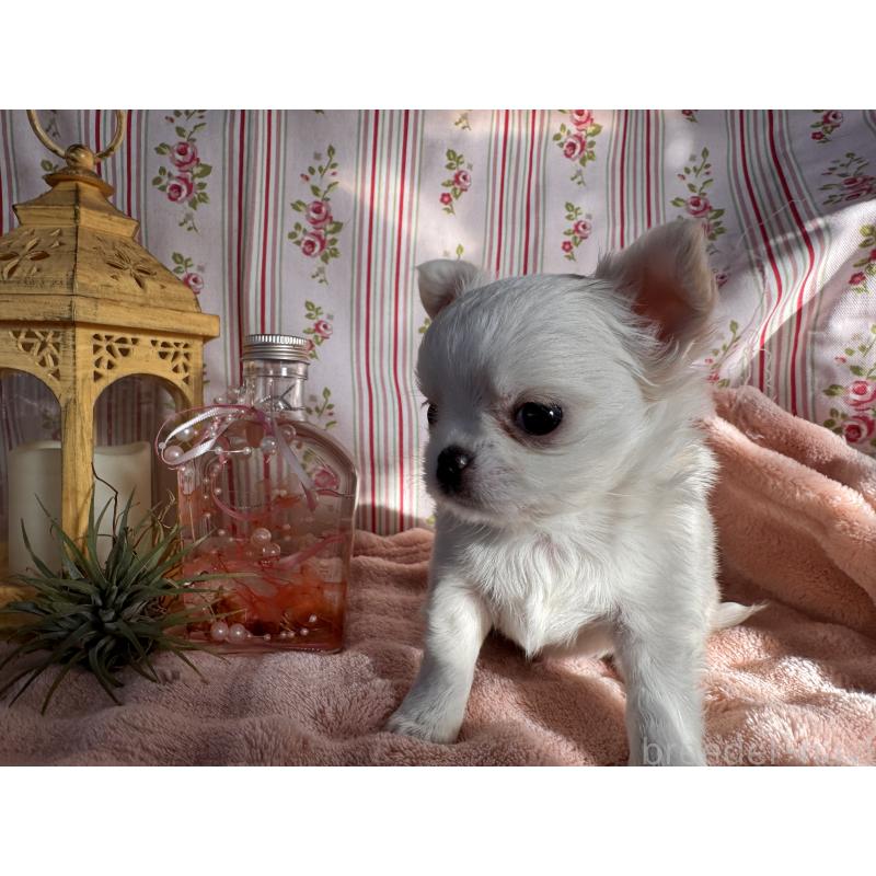 販売中の福岡県のチワワ(ロングコート)-435487の11枚目