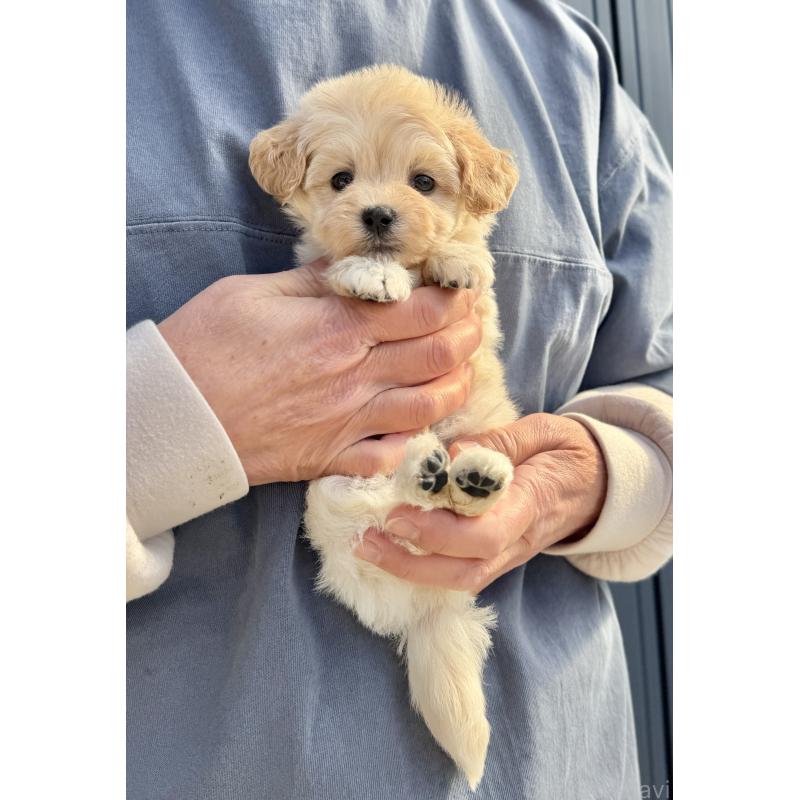 販売中の千葉県のマルプー:マルチーズ×トイプードル-432338の13枚目